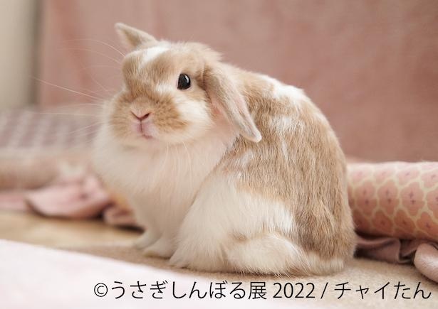 かわいさに悶絶！うさぎの写真とグッズを集めた「うさぎしんぼる展