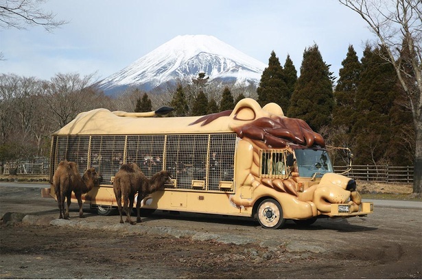 富士山の見える豊かな自然の中で暮らすフタコブラクダ。ジャングルバスの来園者からエサをもらおうと近寄ってきた