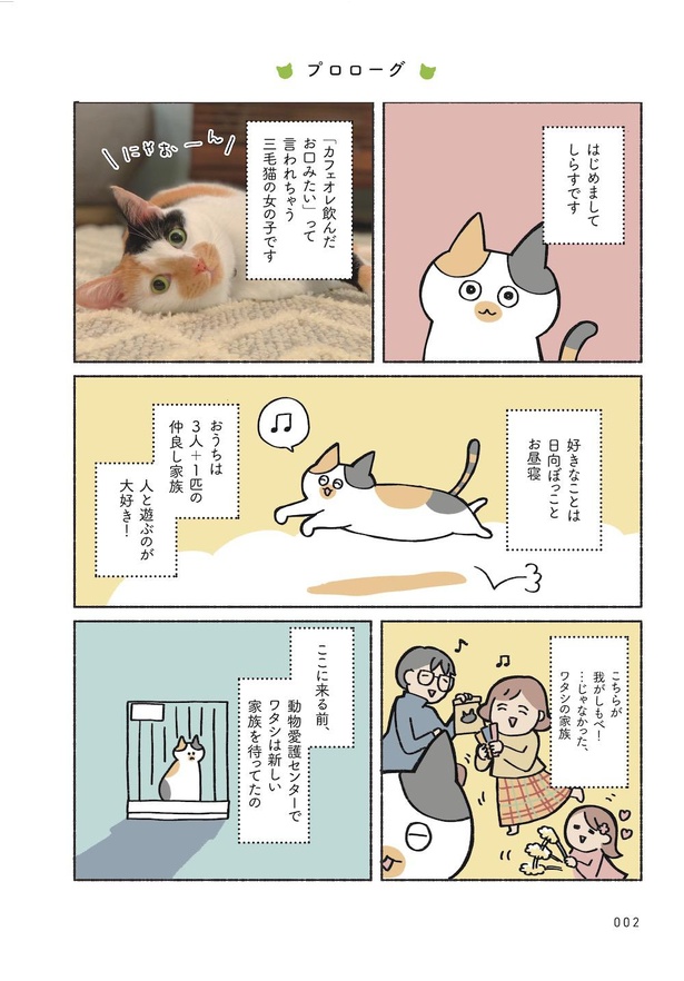 漫画 いつかは猫と暮らしたい うちの子探しを続ける中で知った 保護猫 という選択肢 ねこ活はじめました 第1話 1 13 ウォーカープラス