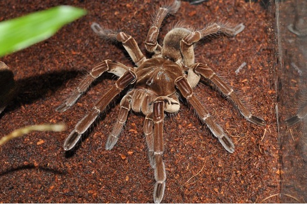 世界最大級の毒蜘蛛「ゴライアスバードイーター(タランチュラ)」など、なかなか見ることができない生物を紹介する