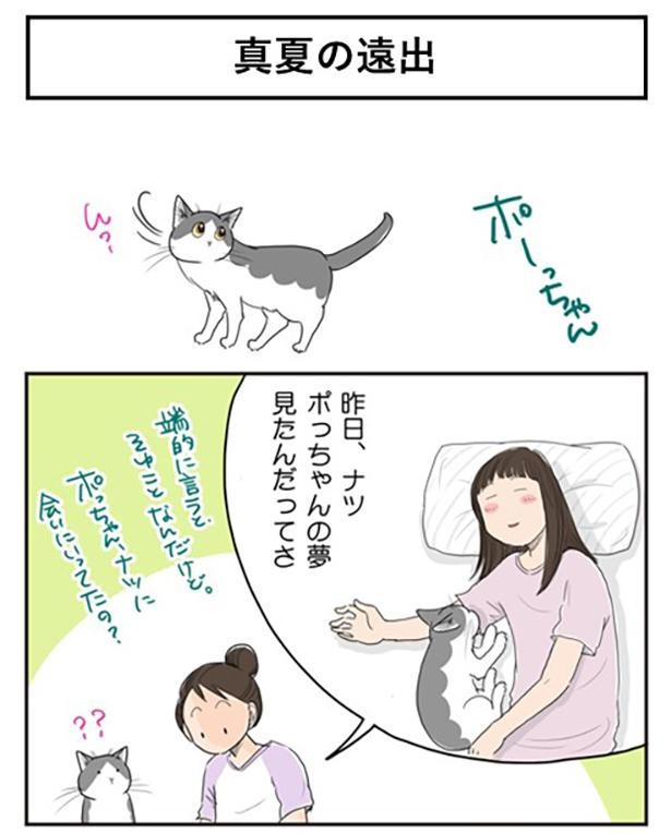 画像494 / 636＞【ネコ漫画】個性あふれる3匹の猫とのドタバタな日常を ...