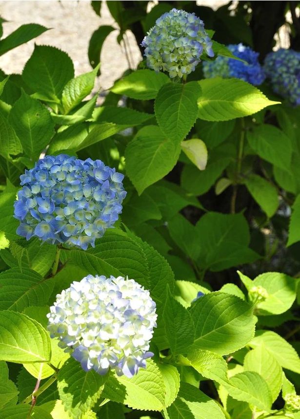 5月27日(土)から7月5日(水)まではアジサイ展が開催される