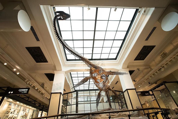 日本で初めて発見された首長竜フタバスズキリュウの全身骨格。天井から吊るされた迫力ある展示が人気