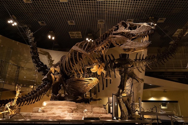 ティラノサウルスの全身骨格。しゃがんだ姿勢での展示