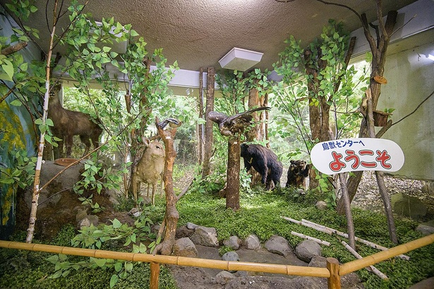 動物たちの剥製を展示している「鳥獣センター」
