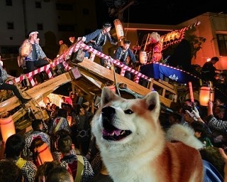 「秋田犬」がゆかりの地・渋谷をジャック！SNSで話題のキュートな「アキタ」