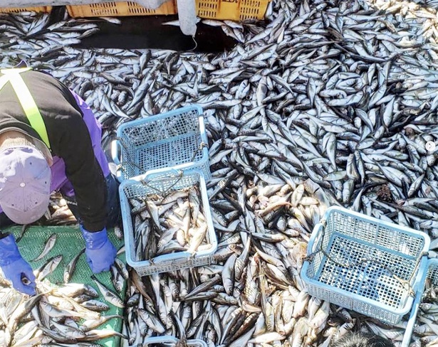 日本海の魚が豊富に採れる秋田県