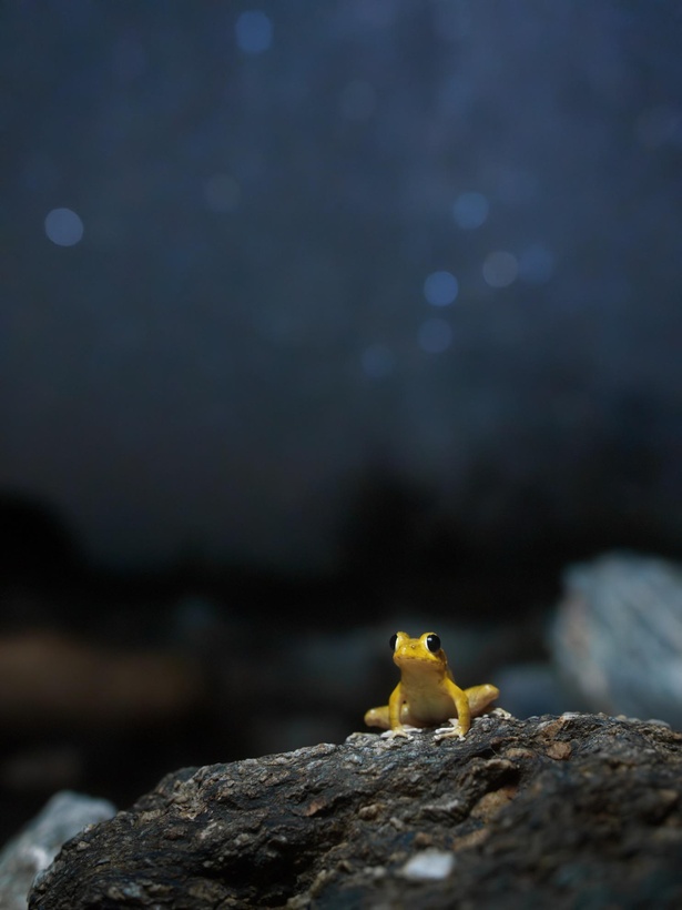「海辺のリュウキュウカジカガエル」