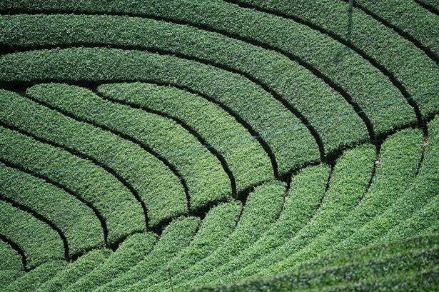 【写真】南山城村の茶畑のイメージ