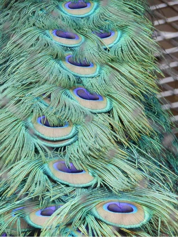 旭山動物園・オスのクジャクだけが持つ飾り羽。エメラルド色で目玉模様がある