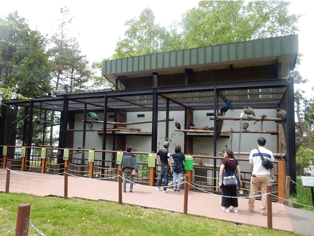 旭山動物園・2015年4月にリニューアルオープンした「クジャク舎」