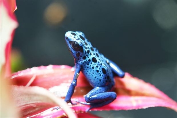 【写真を見る】全身ブルーの「コバルトヤドクガエル」！
