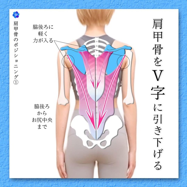 肩甲骨を正しいポジションに導く体の動かし方を解説