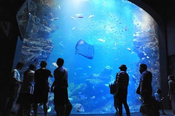 夜の京都水族館を楽しもう