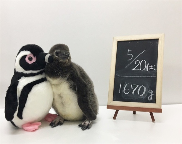 ぬいぐるみと大きさが同じになった赤ちゃんペンギン