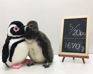 赤ちゃんペンギンお名前発表！すみだ水族館“プールデビュー”イベント