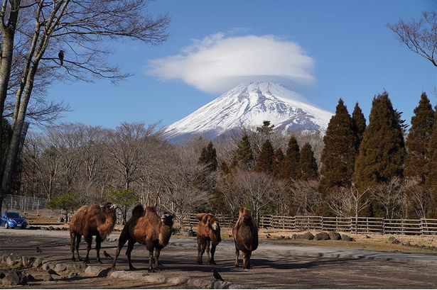季節によって表情を変える富士山も富士サファリパークの魅力だ