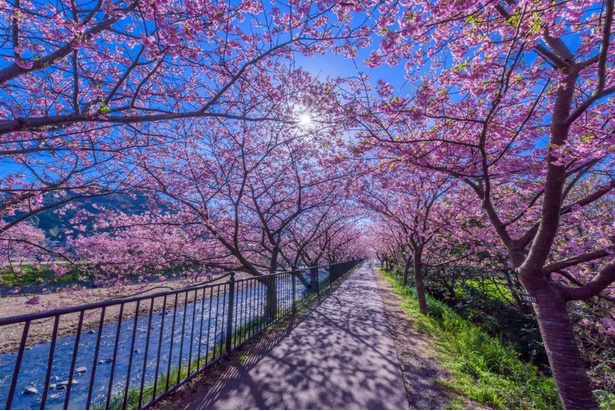 【写真】空と濃いピンク色のコントラストが美しい河津桜 画像提供：河津町観光協会