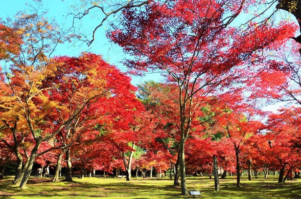 千入(ちしお)の森が深い赤に染まる 画像提供：岡山後楽園