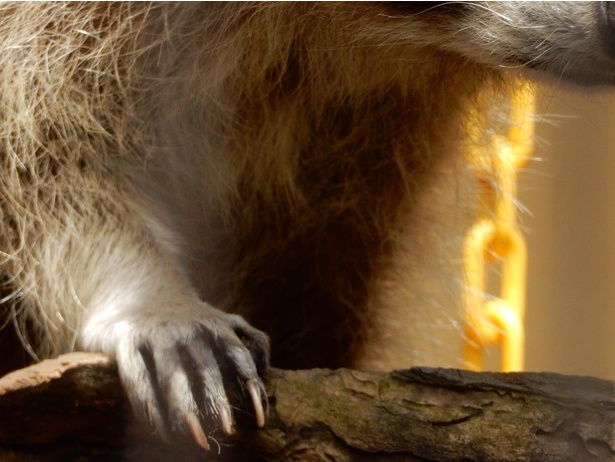 旭山動物園・アライグマの前肢