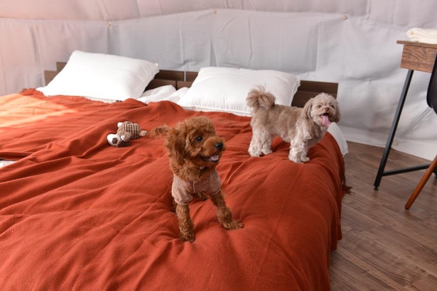 一部の客室は愛犬との同伴宿泊もOK(体重40キロまで)。ペットシートやゲージ、ドッグアメニティなども揃っている