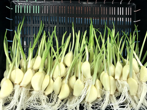 芽と根も丸ごと食べることができるという発芽にんにく