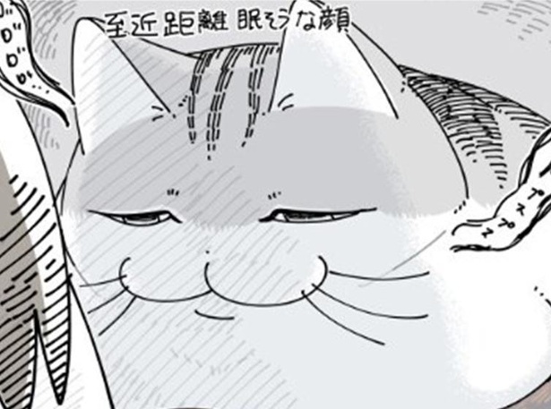 飼い主と愛猫の日常を描くSNSで話題の人気漫画!!猫のかわいらしい姿に「あるある」と共感の声続々｜ウォーカープラス