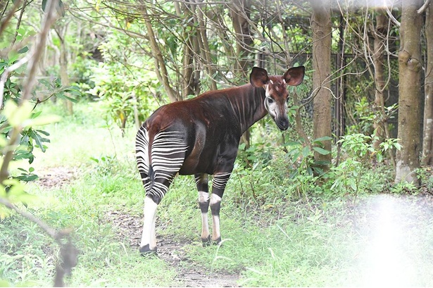 木立の中に立つオカピ