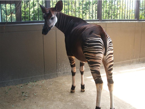 オスのキィアンガは1997年に来園。現在は金沢動物園で飼育されている国内最高齢のオカピだ。撮影は2008年