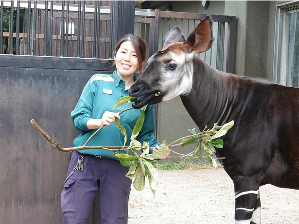 オカピの飼育を担当する森田菜摘さん