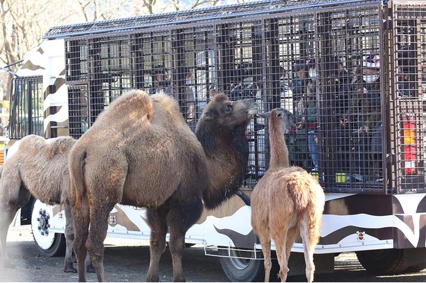 「エサあげ」は来園者がエサを与えられるアトラクション。上手にえさが与えられると大きな歓声が起こる