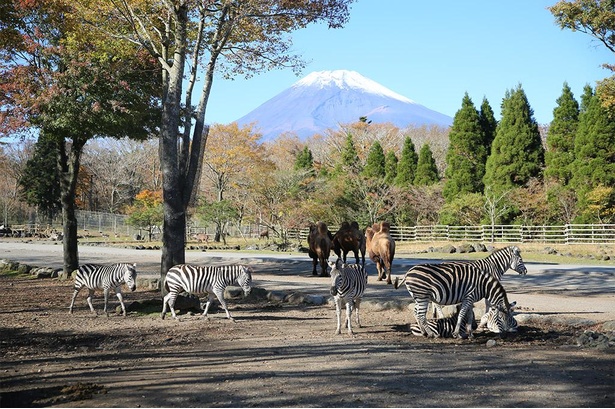 シマウマとフタコブラクダたちがのどかに草を食む