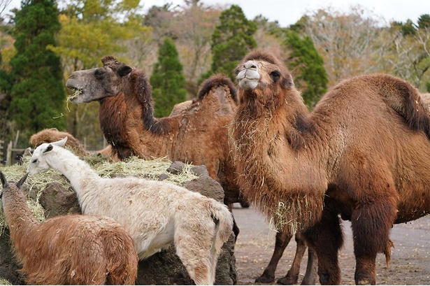 牧草を食べる草食動物たち