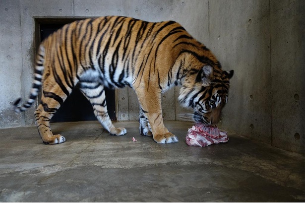 ラム肉を食べるバユ