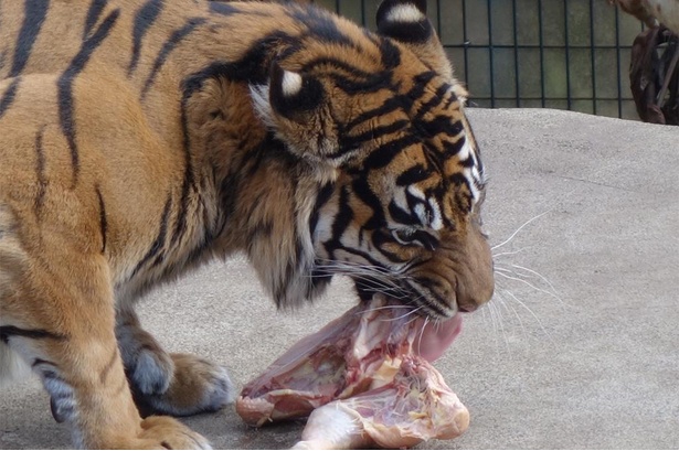 こちらは丸鶏を夢中で食べるバユ