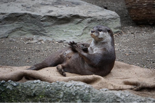 愛嬌たっぷりのしぐさで来園客の人気を集めるコツメカワウソ