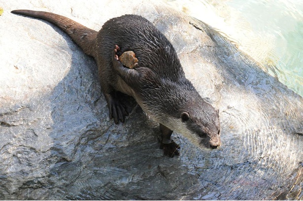 石を使って遊ぶコツメカワウソ