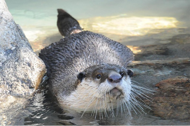 こちらはツメナシカワウソ。コツメカワウソと顔立ちや毛色が違うのがうかがえる