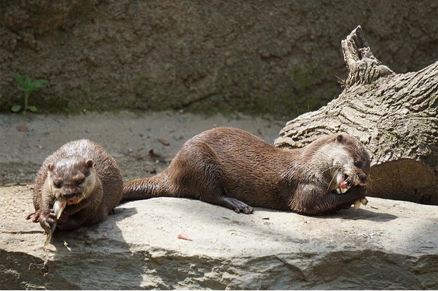 エサを手で持って食べるコツメカワウソ