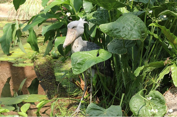 大きな葉の陰に隠れるマリンバ