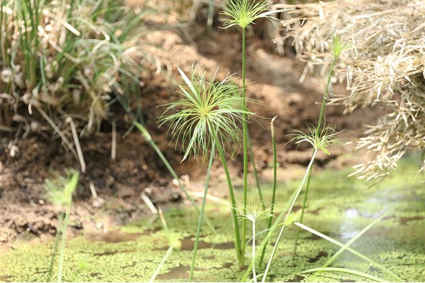 ハシビロコウ生態園Big billではアフリカの植生を再現。パピルスもある