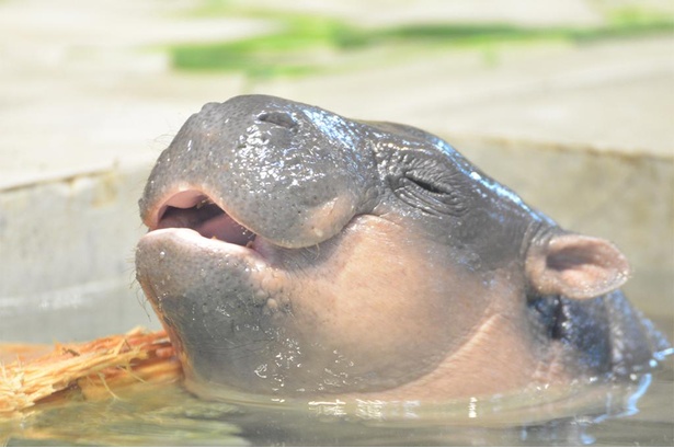 水から顔を出すテンテン