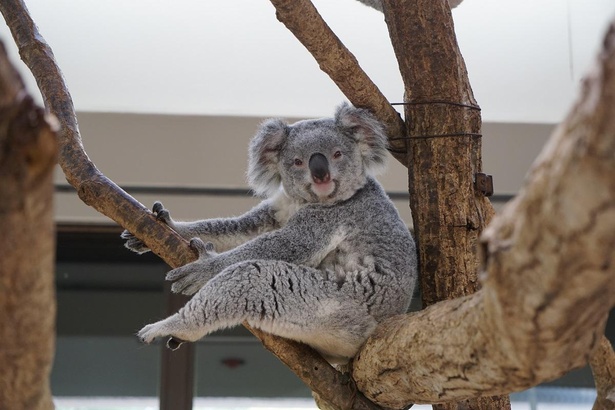 メスのふく