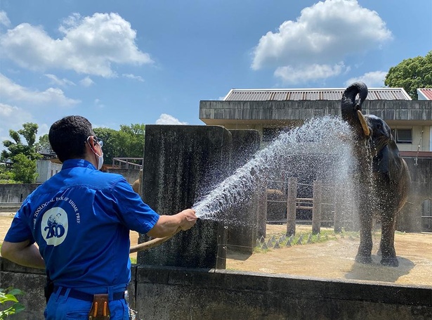 飼育員さんに水浴びをさせてもらうリカ。鼻を上げて気持ちよさそう！