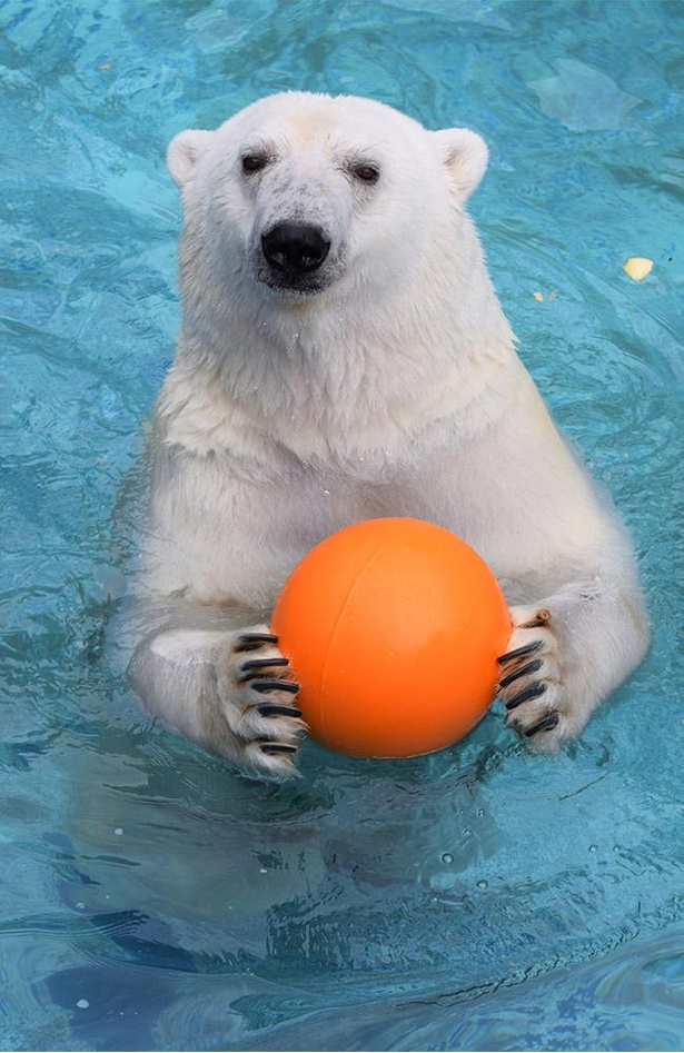 愛媛県立とべ動物園の人気者、ホッキョクグマのピース