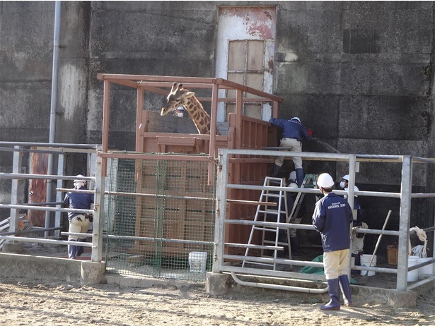 キリンの輸送は大がかりだ。これはコナツが輸送箱に入ったところ