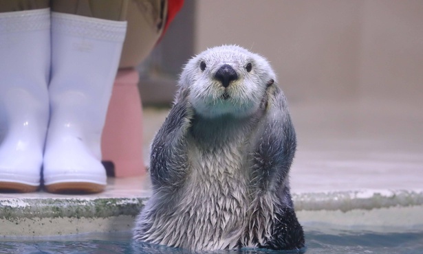 鳥羽水族館生まれのメイ。愛らしいしぐさもさることながら、びっしり生えた毛皮や水中での行動などもじっくり観察してほしい