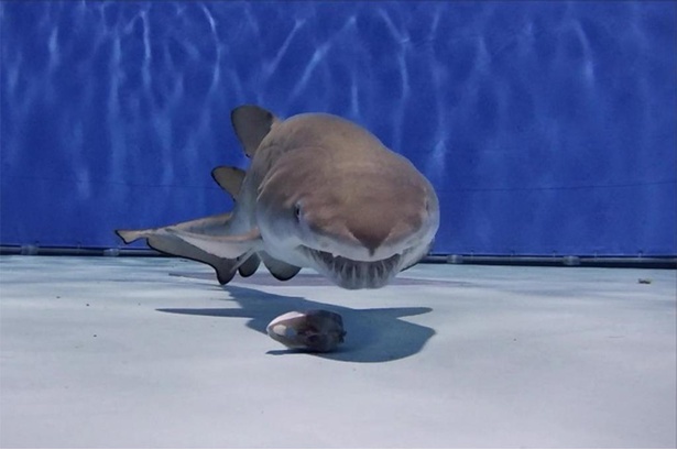 エサを食べるシロワニの赤ちゃん。体は小さいが、歯並びなどは立派なサメだ