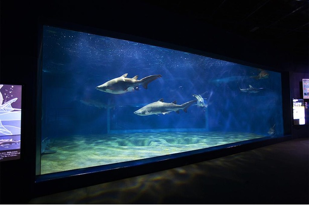 サメの海と呼ばれる水槽。さまざまな種類のサメが泳ぐ