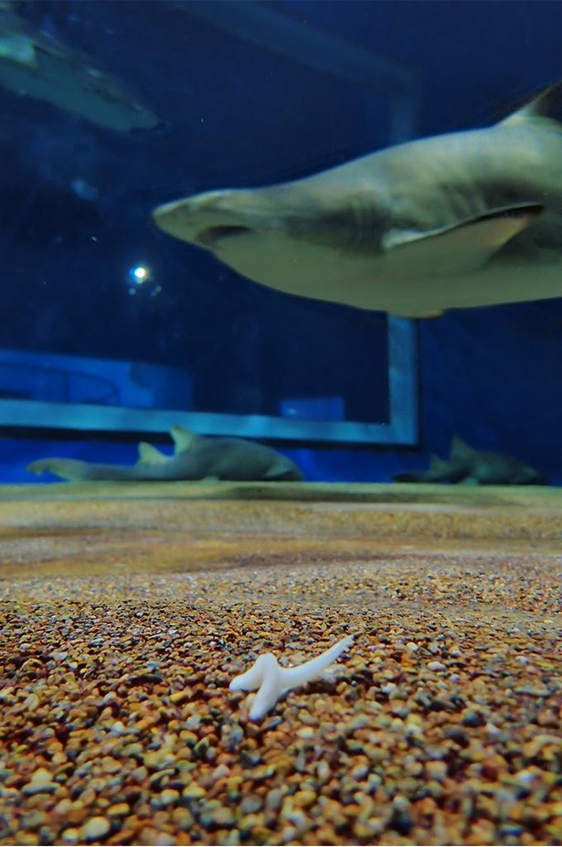 サメの水槽をよく観察すると、抜け落ちた歯が落ちていることがある